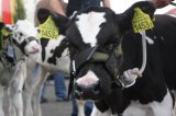 Ósma edycja Agro-Targów za nami