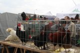 Palmowe agro-targi