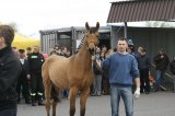 Palmowe agro-targi