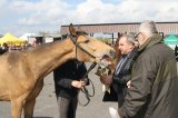 Palmowe agro-targi