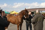 Palmowe agro-targi