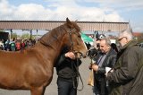 Palmowe agro-targi