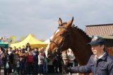 Palmowe agro-targi