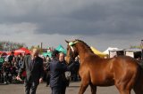 Palmowe agro-targi