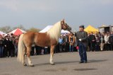 Agro-Targi ożywiły czarnkowski rynek