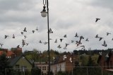 Foto: Wydział Promocji Starostwa Powiatowego w Czarnkowie