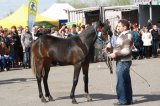 Foto: Wydział Promocji Starostwa Powiatowego w Czarnkowie