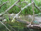 Sprzątanie wód