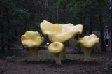 W Drawsku wyrosły grzyby wielkości człowieka