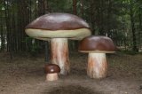 W Drawsku wyrosły grzyby wielkości człowieka