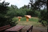 W Drawsku wyrosły grzyby wielkości człowieka