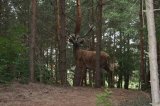 W Drawsku wyrosły grzyby wielkości człowieka