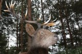 W Drawsku wyrosły grzyby wielkości człowieka