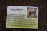 W Drawsku wyrosły grzyby wielkości człowieka