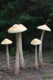 W Drawsku wyrosły grzyby wielkości człowieka