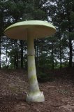 W Drawsku wyrosły grzyby wielkości człowieka