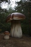 W Drawsku wyrosły grzyby wielkości człowieka