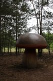 W Drawsku wyrosły grzyby wielkości człowieka