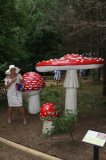 W Drawsku wyrosły grzyby wielkości człowieka