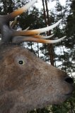 W Drawsku wyrosły grzyby wielkości człowieka