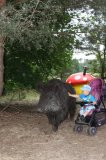 W Drawsku wyrosły grzyby wielkości człowieka
